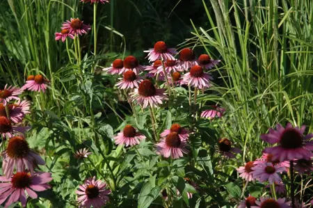 Echinacea purp. 'Magnus' - P9 - image 3