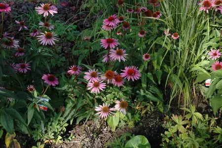 Echinacea purp. 'Magnus' - P9 - image 4