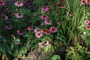 Echinacea purp. 'Magnus' - P9 - image 4