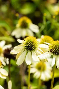 Echinacea purp. 'Mellow Yellows' - P9 - image 2