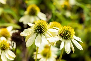 Echinacea purp. 'Mellow Yellows'