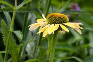 Echinacea purp. 'Panama Red'