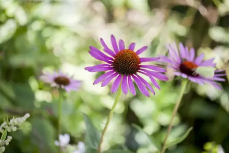 Echinacea purp. 'Panama Red' - 2 Ltr pot - image 5