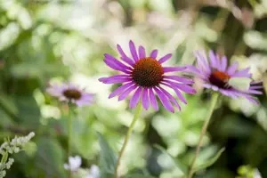 Echinacea purp. 'Panama Red' - 2 Ltr pot - image 5