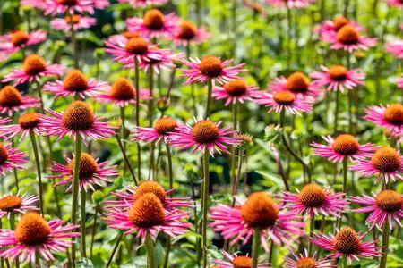 Echinacea purp. 'Pica Bella' - P9 - image 1