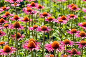 Echinacea purp. 'Pica Bella'