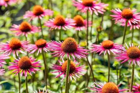 Echinacea purp. 'Pica Bella' - P9 - image 2