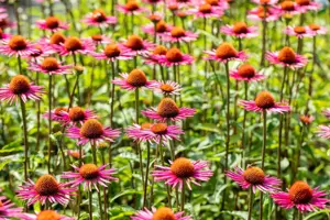 Echinacea purp. 'Pica Bella' - P9 - image 3