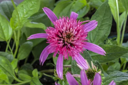 Echinacea purp. 'Pink Double Delight' - P9