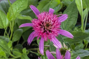Echinacea purp. 'Pink Double Delight'