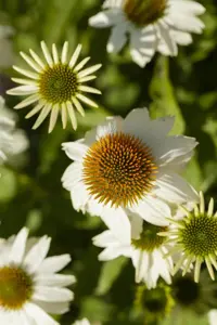Echinacea purp. 'Powwow' white - P11 - image 3