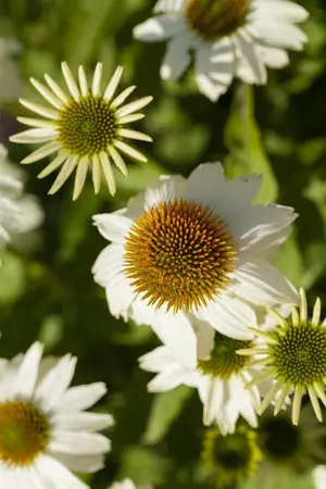 Echinacea purp. 'Powwow' white - 5 Ltr pot - image 3