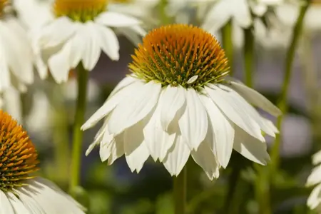 Echinacea purp. 'Powwow' white - P11 - image 1