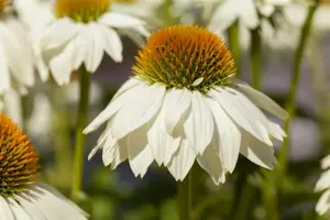 Echinacea purp. 'Powwow' white - P11 - image 4