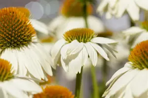 Echinacea purp. 'Powwow' white - P11 - image 2
