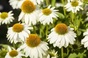 Echinacea purp. 'Powwow' white - P11 - image 4