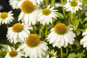 Echinacea purp. 'Powwow' white - 5 Ltr pot - image 4