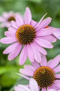 Echinacea purp. 'Prairie Splendor Deep Rose' - 2 Ltr pot