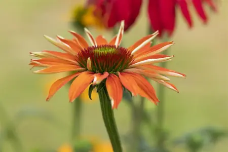 Echinacea purp. 'Tiki Torch' - P9