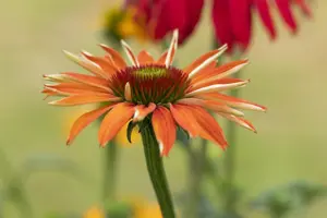 Echinacea purp. 'Tiki Torch' - P9