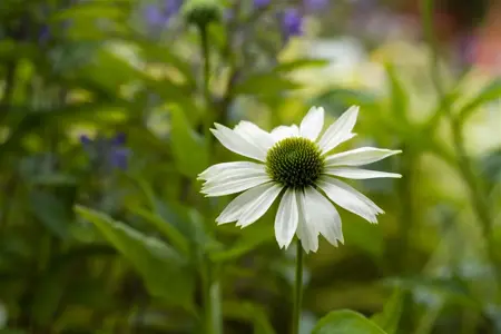Echinacea purp. 'Virgin' - P9 - image 2