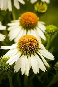 Echinacea purp. 'White Swan'