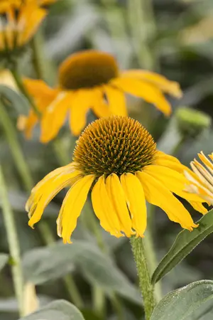 Echinacea red - 2 Ltr pot - image 3
