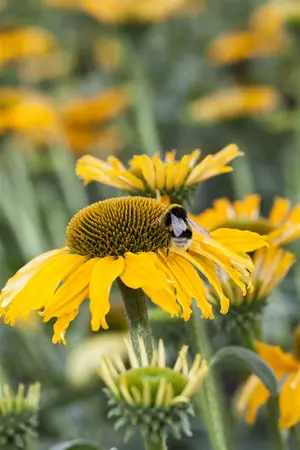 Echinacea red - 2 Ltr pot - image 4