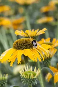 Echinacea red - 2 Ltr pot - image 4