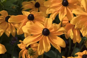 Echinacea red