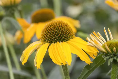 Echinacea red - 2 Ltr pot - image 2