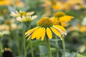 Echinacea red - 2 Ltr pot - image 5