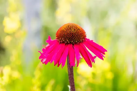Echinacea 'Sensation Pink' - 2 Ltr pot