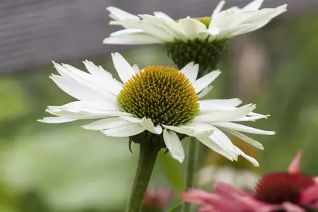 Echinacea 'Shining Cerise' - 2 Ltr pot - image 1