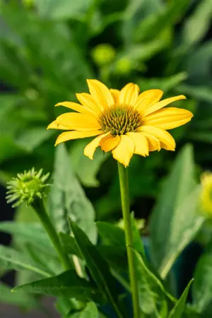 Echinacea 'Sombrero Compact Yellow' - 2 Ltr pot - image 2