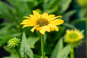 Echinacea 'Sombrero Compact Yellow'