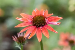 Echinacea 'Sundown'
