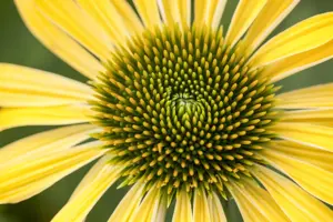 Echinacea 'Sunrise'? - P9
