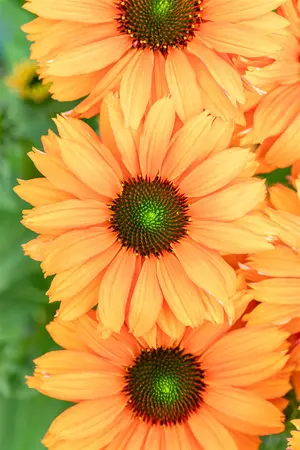 ECHINACEA SUNSEEKER MINEOLA 2L - image 2