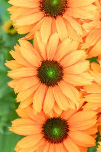 ECHINACEA SUNSEEKER MINEOLA 2L - image 2
