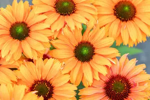 ECHINACEA SUNSEEKER MINEOLA 2L - image 1