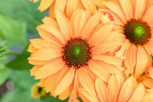 ECHINACEA SUNSEEKER MINEOLA 2L - image 3