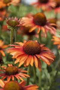 Echinacea 'Sunseekers Orange'