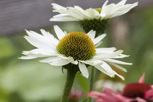 Echinacea 'Sunseekers Purple'