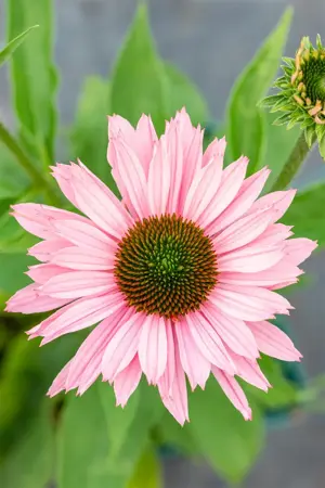 Echinacea 'Sunseekers Salmon'? - 2 Ltr pot - image 2