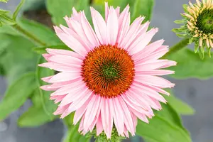 Echinacea 'Sunseekers Salmon'?