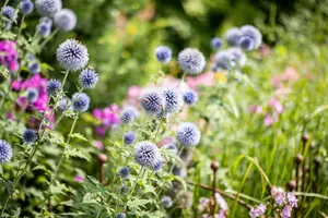 Echinops bannaticus 'Blue Glow' - P9