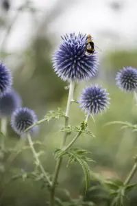Echinops ritro - 1.5 Ltr pot - image 2