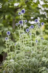 Echinops ritro - 1.5 Ltr pot - image 4