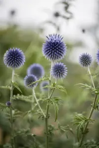 Echinops ritro - 5 Ltr pot - image 1